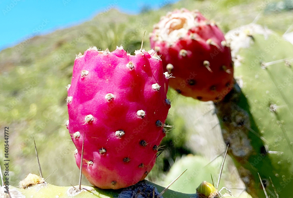 Prickly pear cactus with ripe pink fruits called also Opuntia ficus-indica, Indian fig or tuna growing wild in Tenerife,Canary Islands,Spain. Prickly pear cactus with ripe pink fruits called also Opuntia ficus-indica, Indian fig or tuna growing wild in Tenerife,Canary Islands,Spain.