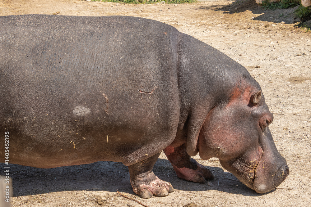 hippopotame avançant sur une chemin de terre hippopotame avançant sur une chemin de terre