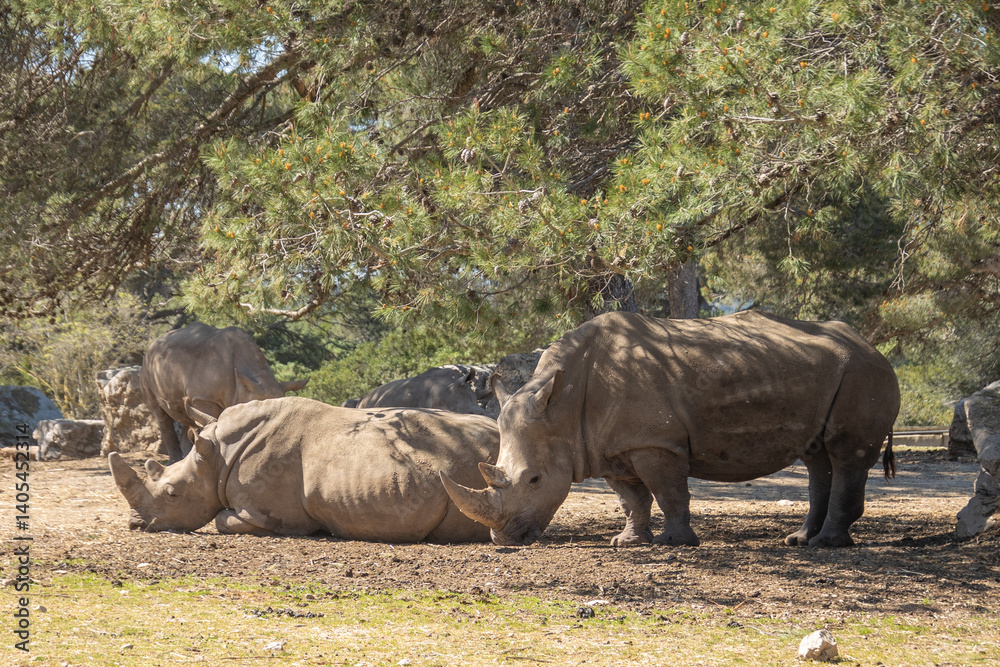 Fototapeta premium plusieurs rhinocéros dans un parc 