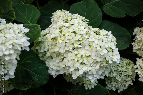 bush of blooming white hydrangea in summer