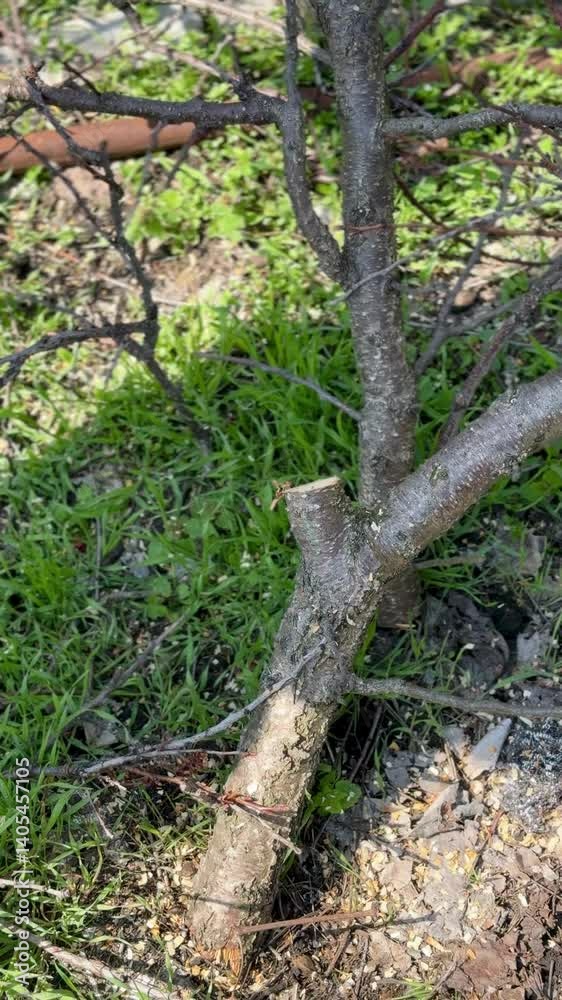 trimming tree branches with chainsaw, spring gardening trimming tree branches with chainsaw, spring gardening