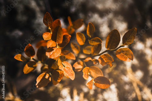 Closeup is blueberry bush on autumn evening. Topic nature and natural freshness.