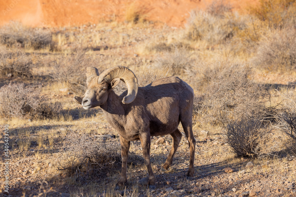 Naklejka premium Desert Bighorn Sheep Ram in the Nevada Desert in Winter