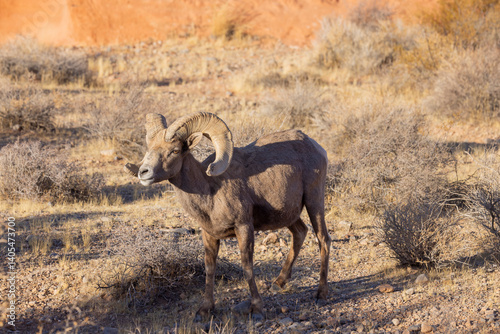 Desert Bighorn Sheep Ram in the Nevada Desert in Winter