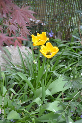 Tulpe