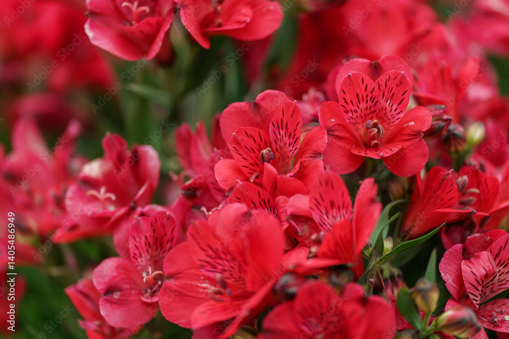 Beautiful spring flowers on a defocused background Beautiful spring flowers on a defocused background