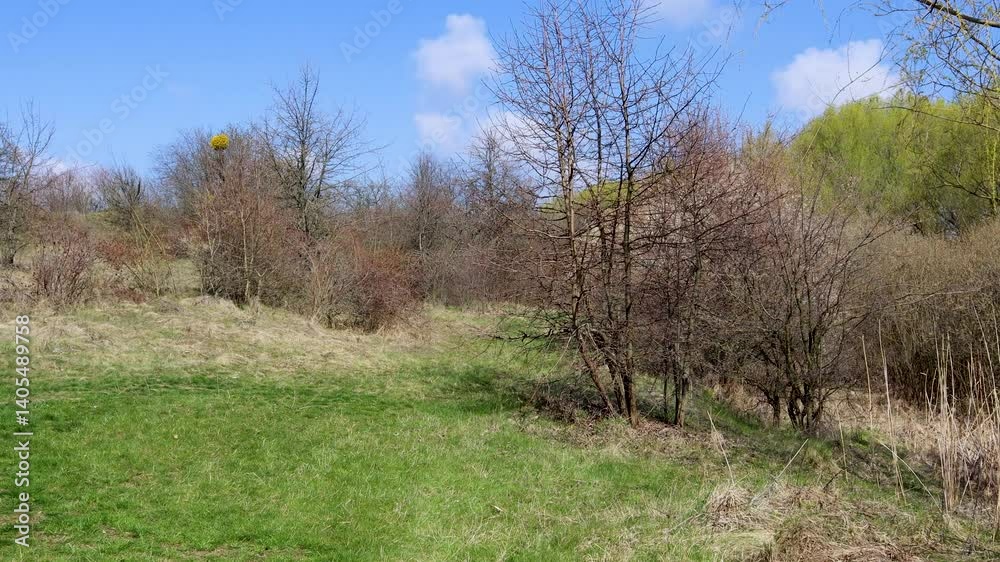 Green meadow with shrubs and trees under blue sky in early spring, sunny day Green meadow with shrubs and trees under blue sky in early spring, sunny day
