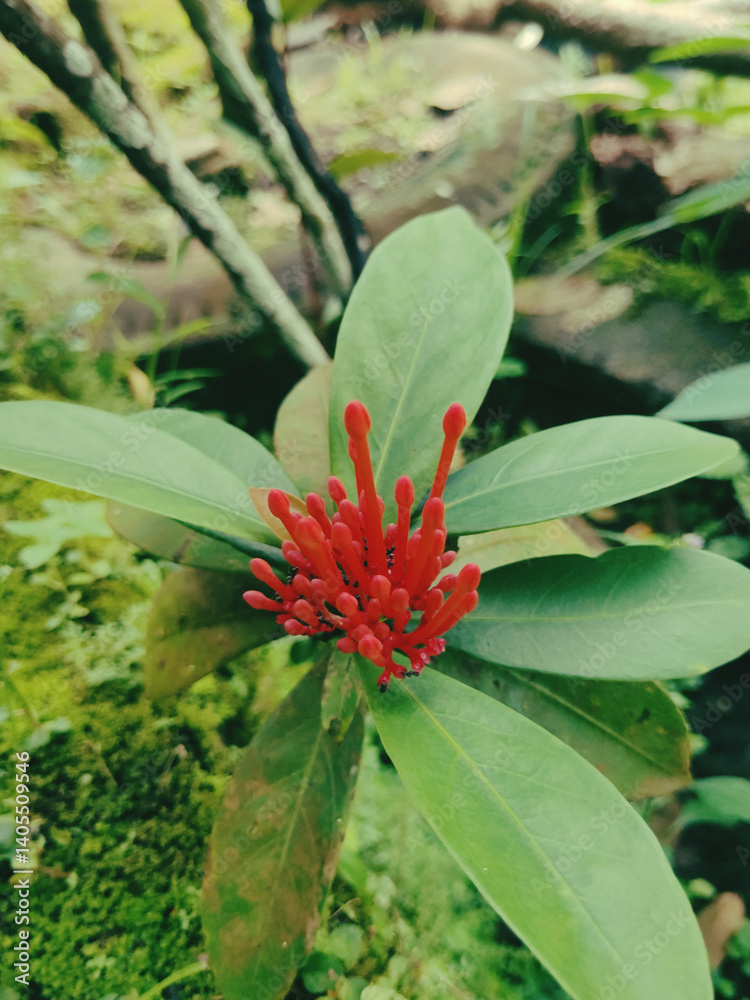 Obraz premium Red Flower in Lush Green Foliage