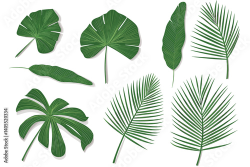 Set of tropical leaves on a white background.