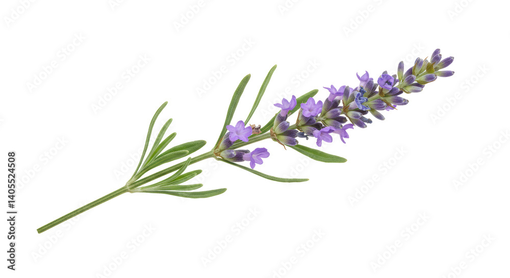 Fototapeta premium Isolated Lavender Sprig
