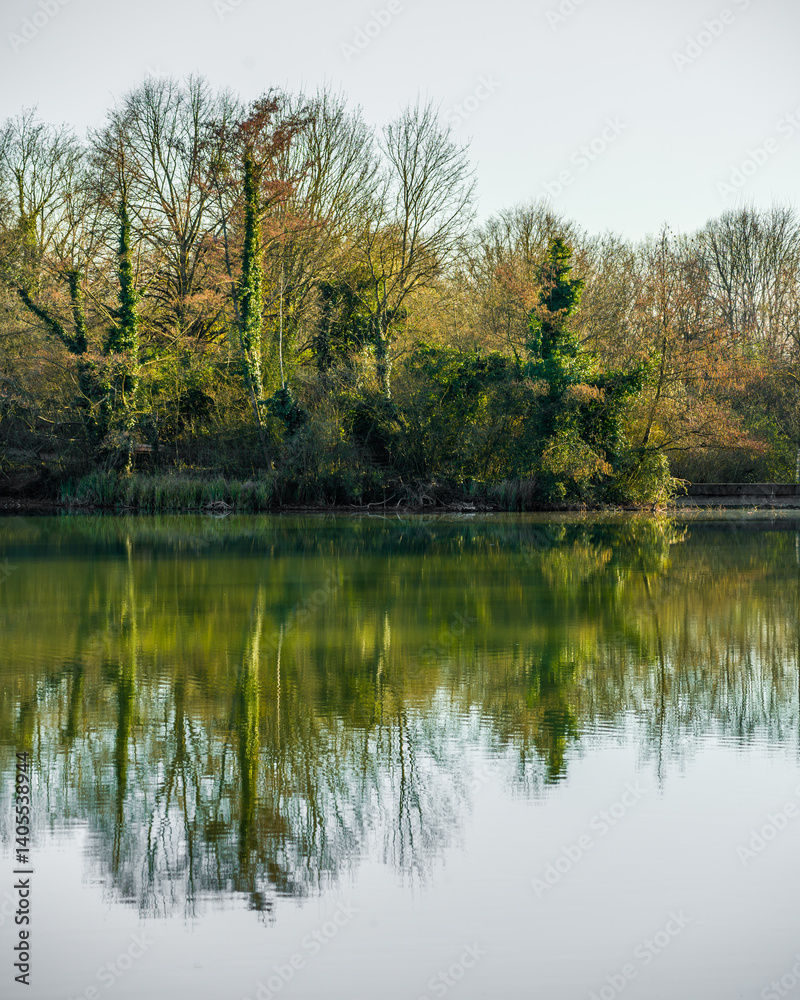 Trees with creepers on them symmetrically reflected in lake
