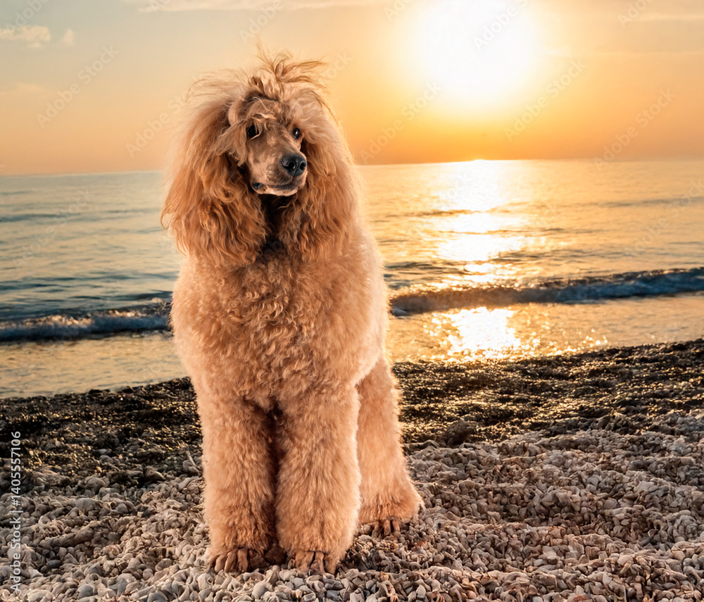 standard poodle in nature