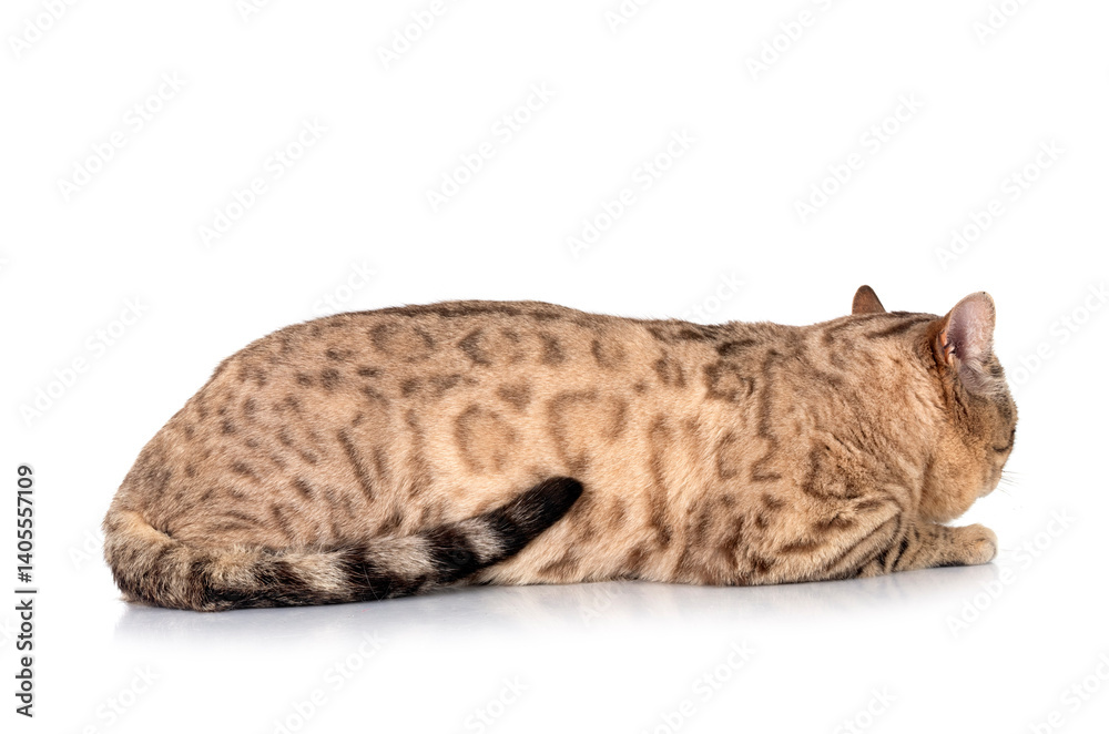 bengal kitten in studio