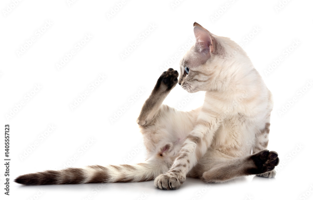 bengal kitten in studio