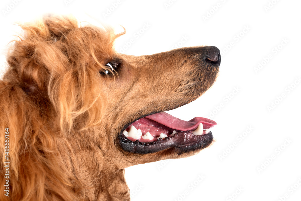 standard poodle in studio