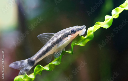Macrotocinclus in studio