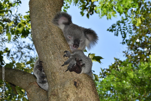 Photography Un koala dans un arbre en Australie