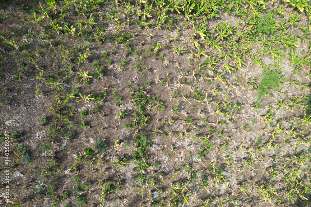 Plantation field with green plants