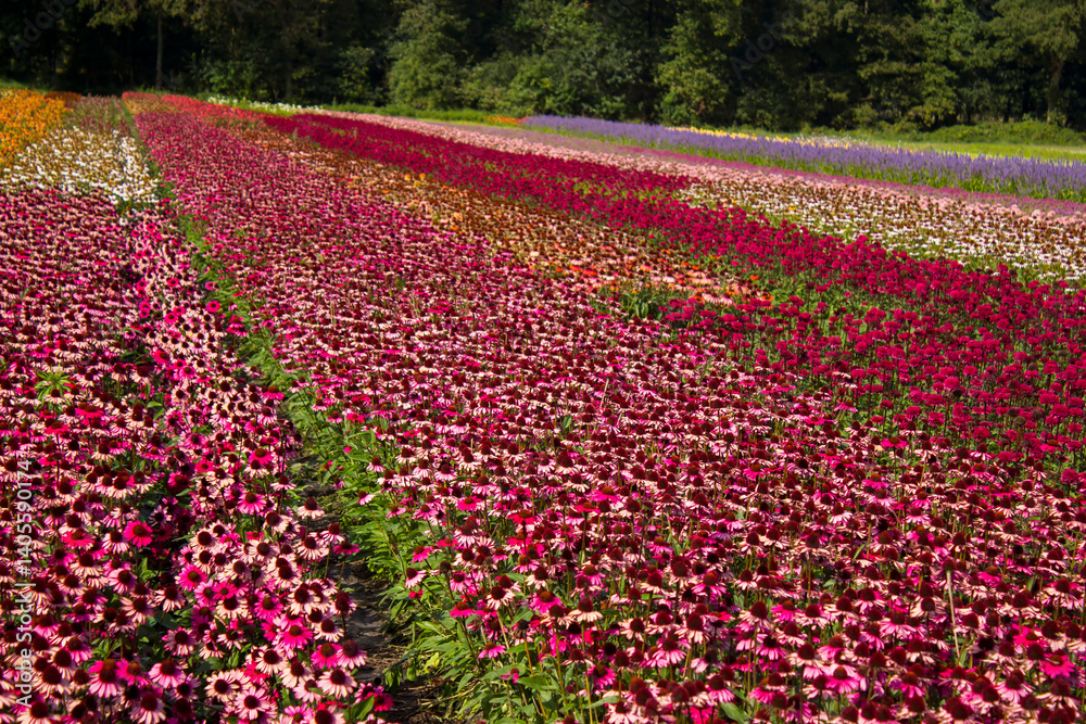 flower field - rudbeckia, echinacea flowers in the Netherlands