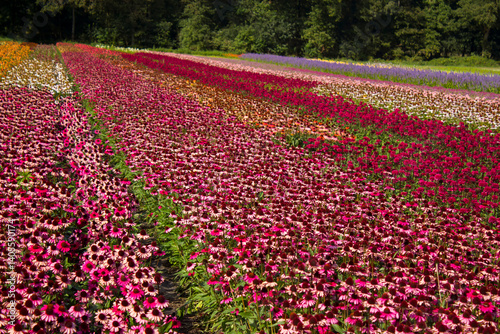 Obraz na płótnie flower field - rudbeckia, echinacea flowers in the Netherlands w salonie