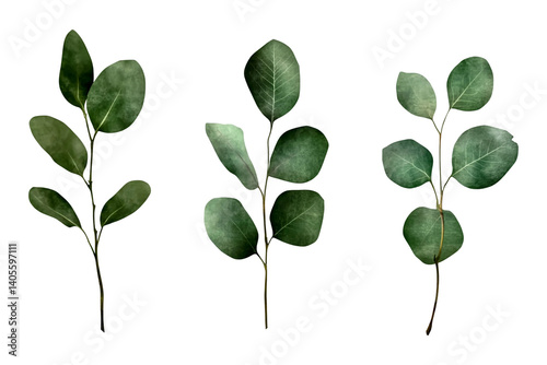 Isolated green leaves branches nature botanical foliage plant stem her barium illustration design element isolated on a transparent background.