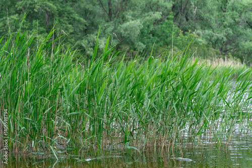 Green reeds with spring view on picturesque river on natural park. Trees and plants water edge with green rivershore. Landscape with lush foliage and dense grove near water. Atmospher in reserve.