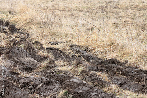 Картината върху платно Firebreak in a meadow with dry grass in mid-spring