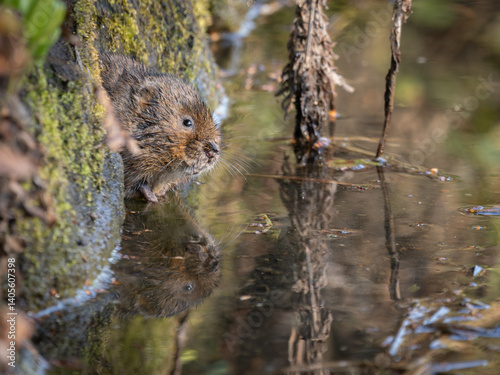 Rare British Watervole In Water Looking at the camera