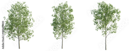 Obraz na płótnie Populus tremula tree cutout png transparent background isolate
