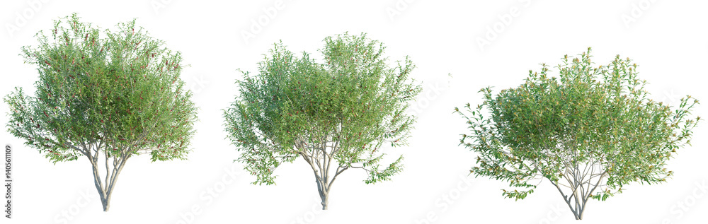 Pistacia lentiscus tree cutout png transparent background