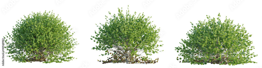 Buxus sempervirens Suffruticosa tree cutout png transparent background isolate Buxus sempervirens Suffruticosa tree cutout png transparent background isolate