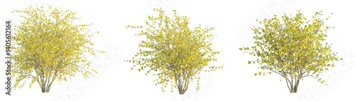 Принти на полотні Forsythia x intermedia Golden Bells tree cutout png transparent background