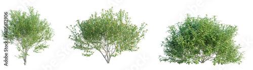 Fototapeta Pistacia lentiscus tree cutout png transparent background isolate