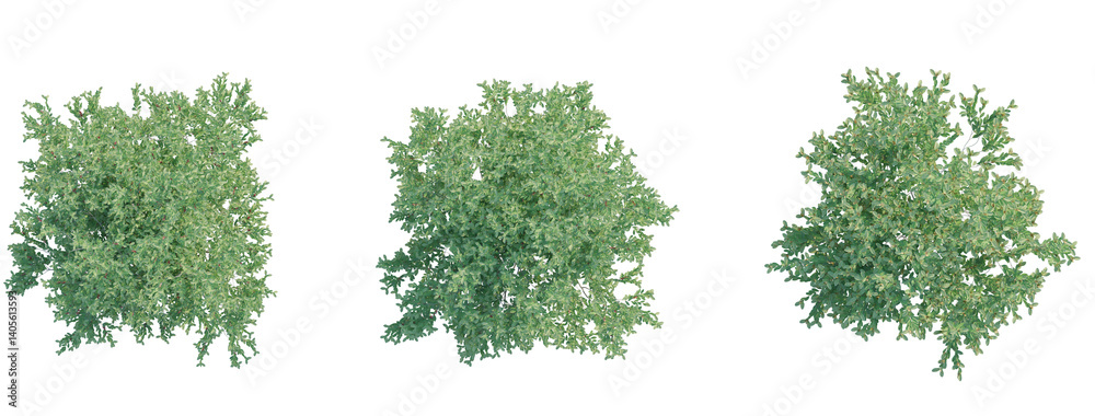 Obraz premium Pistacia lentiscus tree plan top view 4k png transparent cutout