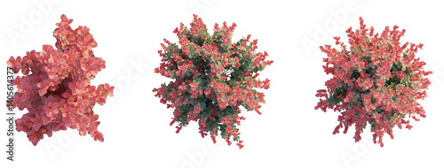 Berberis thunbergii Red Torch tree plan top view 4k png transparent cutout isolate background