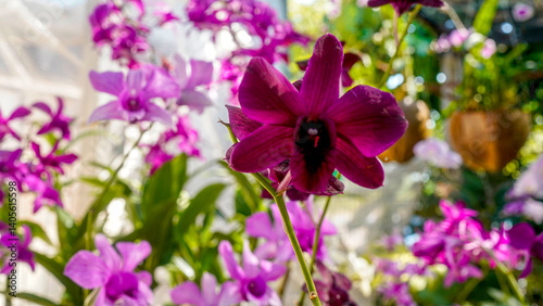 Beautiful Red Orchid - Exotic Marigold in Full Bloom Selective Focus
