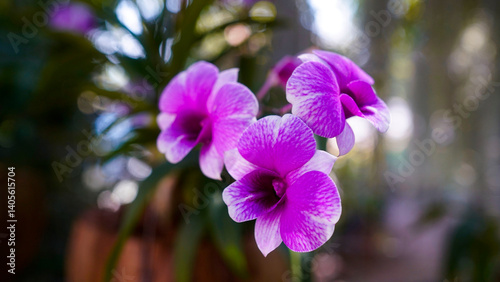 Close-up of a blooming Dendrobium orchid in a tropical garden.