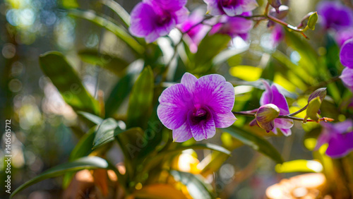 Close-up of a blooming Dendrobium orchid in a tropical garden.