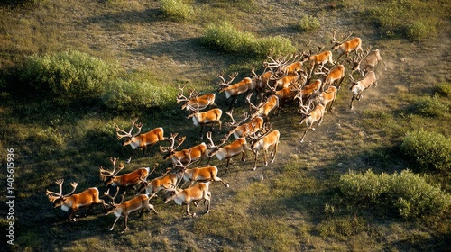 Generic Reindeer Herd Moment Tundra Migrating 9it2h2h