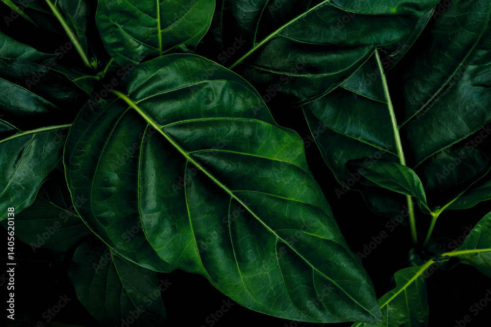 Tropical leaf texture, Dark green nature background Tropical leaf texture, Dark green nature background