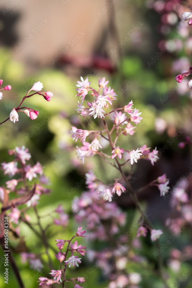 Beautiful Coral Bells (Heuchera sanguinea) flowers. Beautiful Coral Bells (Heuchera sanguinea) flowers.