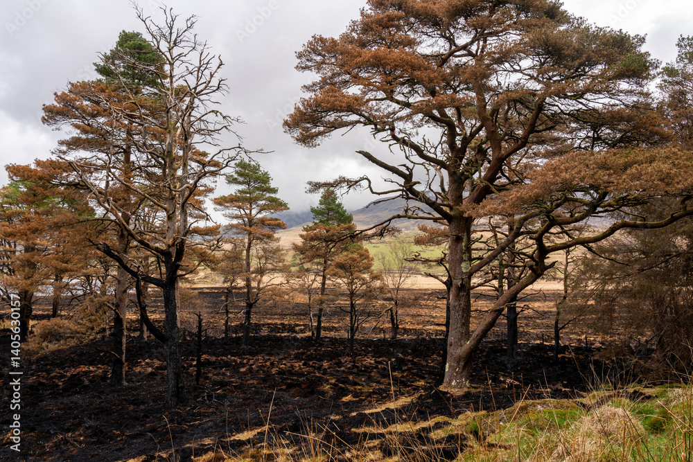 Area of devastation caused by wild fires in Snowdonia in Wales Area of devastation caused by wild fires in Snowdonia in Wales