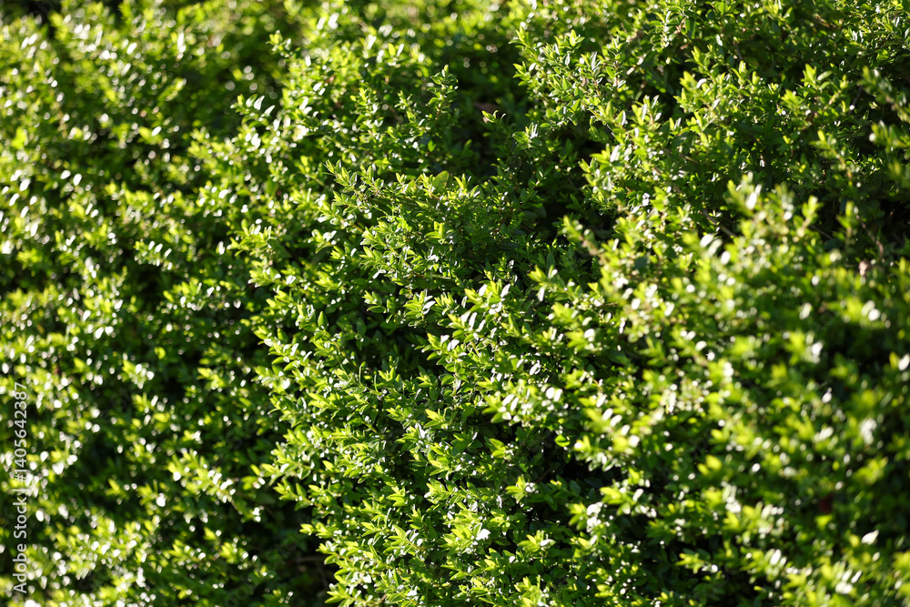 Fototapeta premium boxwood