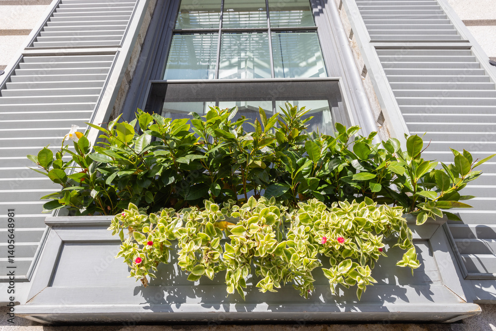 Fototapeta premium Photo of lush green foliage and flowers in a window box window with white shudders