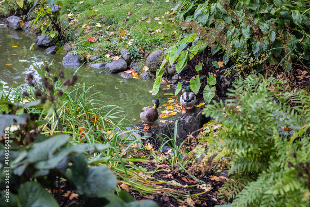 Two ducks camouflaged with green foliage photo taken at the Public Garden in Halifax, Nova Scotia Two ducks camouflaged with green foliage photo taken at the Public Garden in Halifax, Nova Scotia