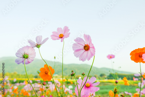 Beautiful cosmos flowers blooming in garden,wild pink cosmos flowers in spring day,view of the various cosmos flowers,Selective focus.