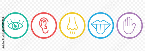Human senses 5 five types. Vision through eye, smell with nose, taste with tongue line icon set. ENT Otolaryngologist ophthalmologist. Vector illustration on Transparent background