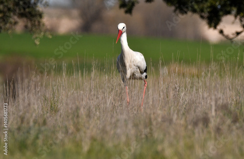 cigueña blanca en el campo busca alimentos