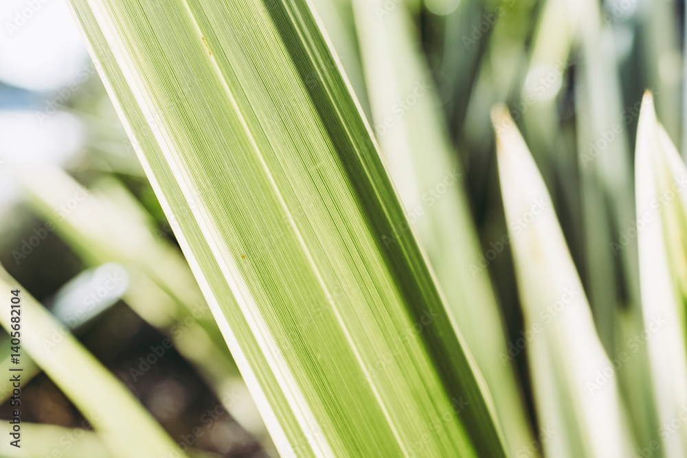 Close up sur des nervures de feuilles de plante verte avec une belle lumière en transparence - Arrière plan verdure flou design