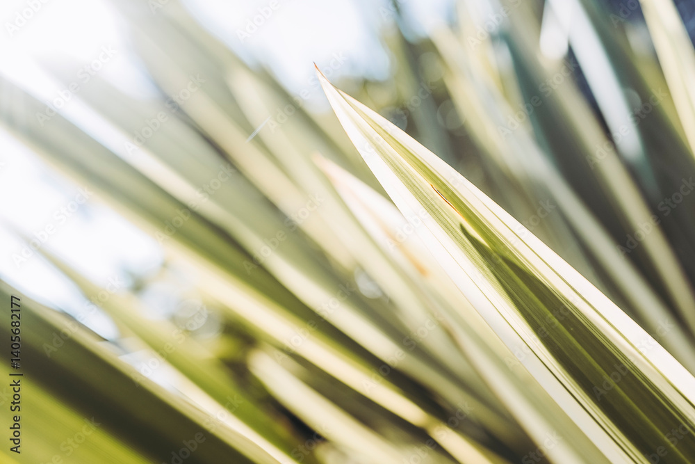 Close up sur des nervures de feuilles de plante verte avec une belle lumière en transparence - Arrière plan verdure flou design